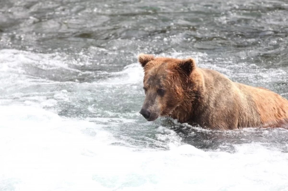    Медведи приближаются к селу Усть-Хайрюзово на Камчатке