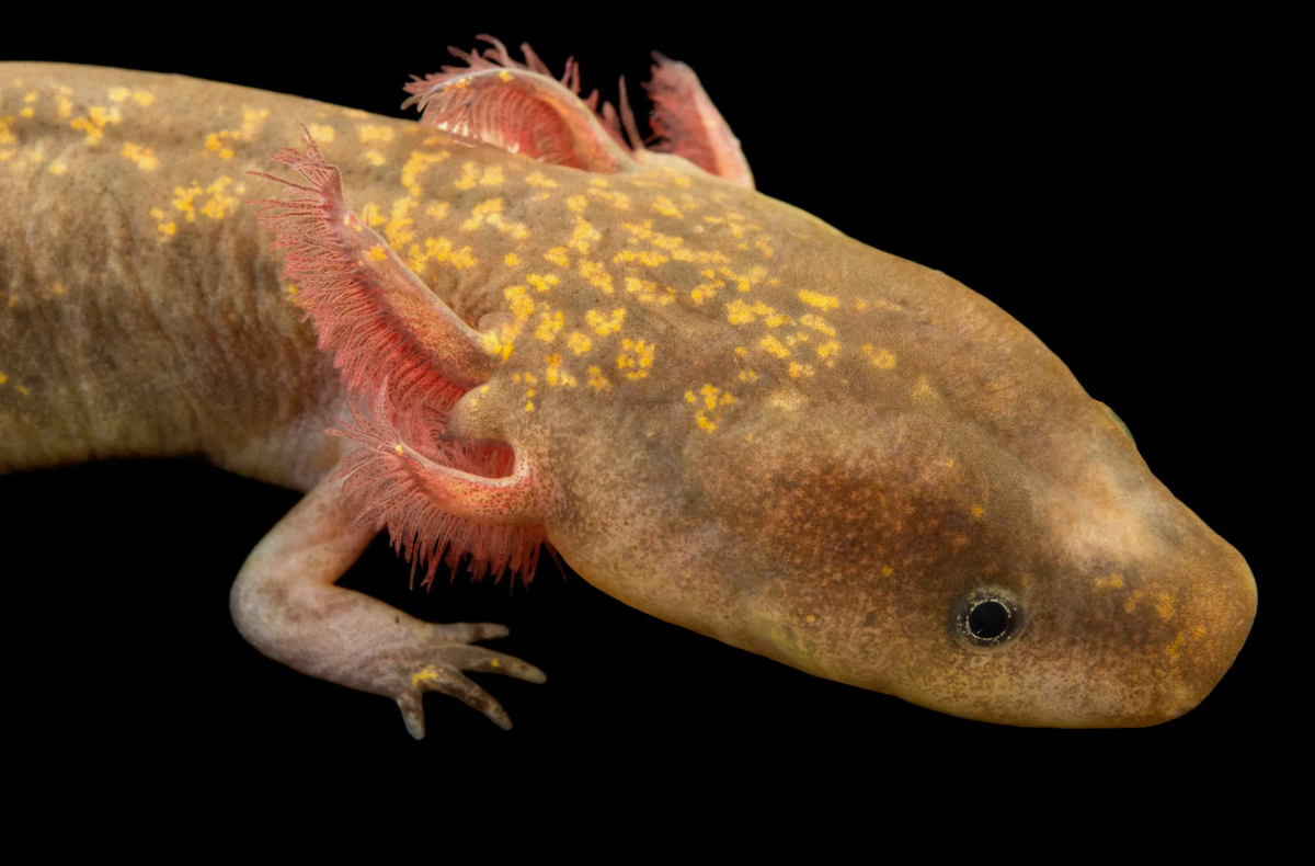 Протей Европейский амфибия