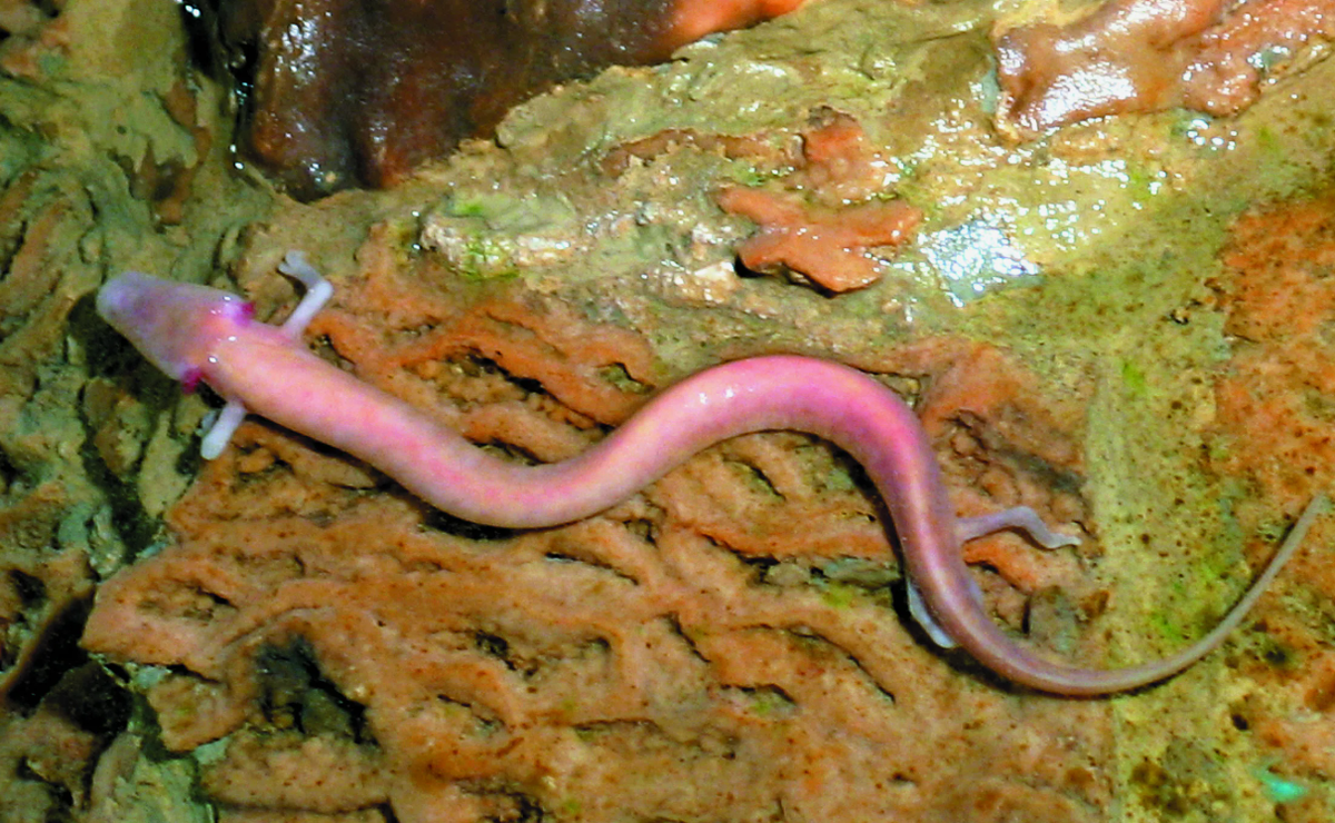 Протей Европейский амфибия