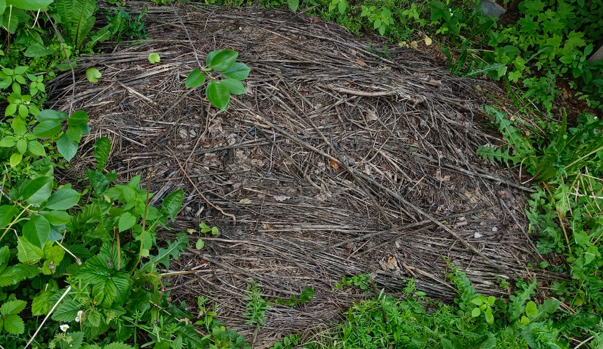 Свежее фото компоста, которому год без двух недель