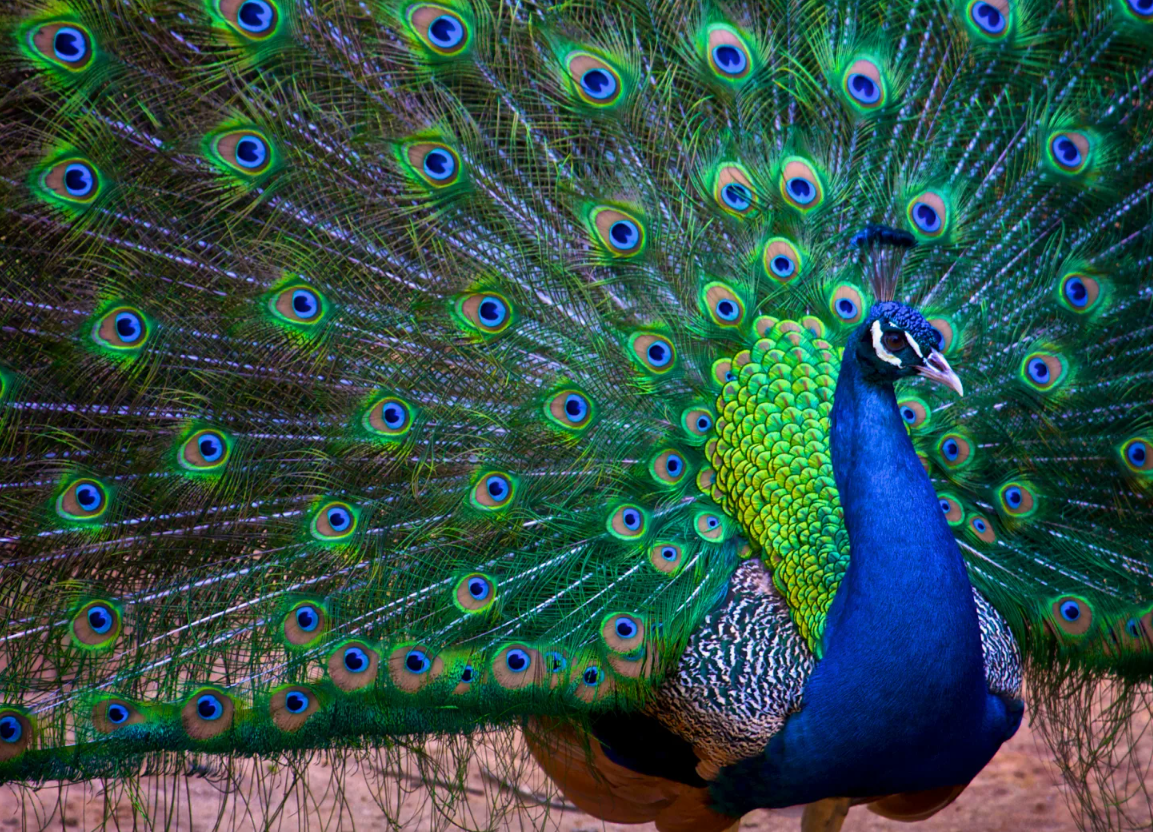 В Индии павлинов считают предвестниками муссонов. Их крик — протяжное «мии-ау» — нередко предвещает дождь, и недаром в фольклоре он воспринимается как магический зов воды с небес. Люди искренне верят, что павлин призывает дождь своим голосом — и часто это сбывается! Особенно активны они перед грозами, что делает их своеобразными живыми барометрами.