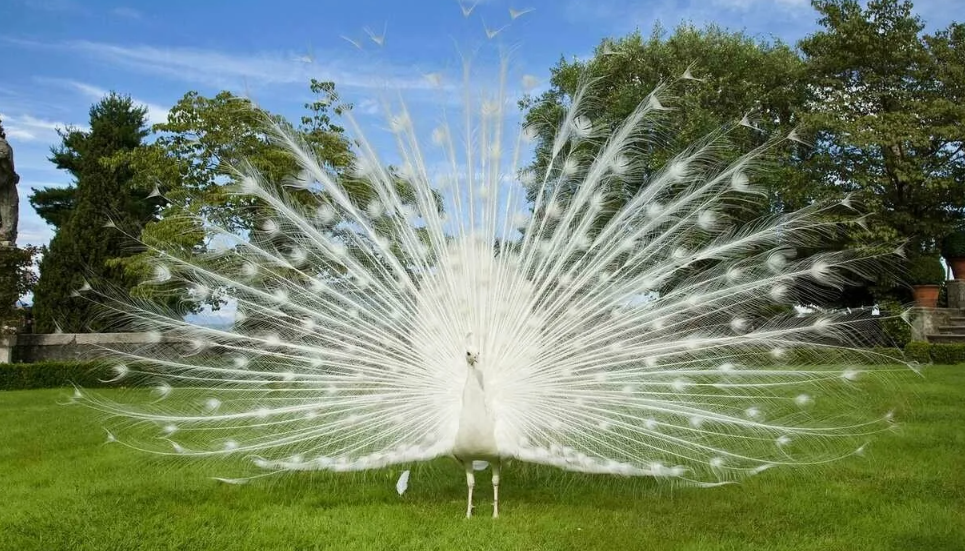 Гигантский шлейф самца кажется природным капризом, но это не просто украшение. Он отвлекает хищников — если за павлином гонится тигр или леопард, бросающийся на яркое пятнистое «глазастое» облако, то птица может в последний момент резко сбросить часть перьев, а сама ускользнуть в заросли. Так что хвост — это не только парадное знамя, но и ловкая иллюзия для спасения.