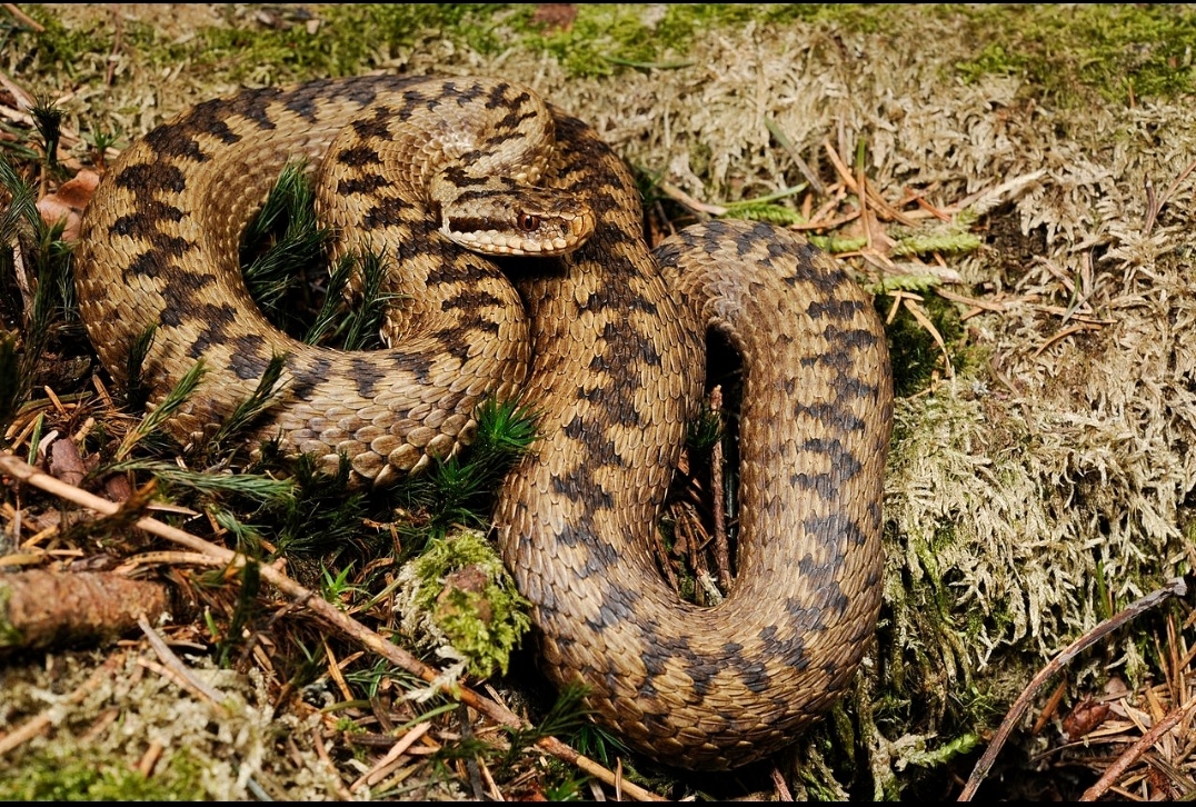 Гадюка. Изображение из Интернета.