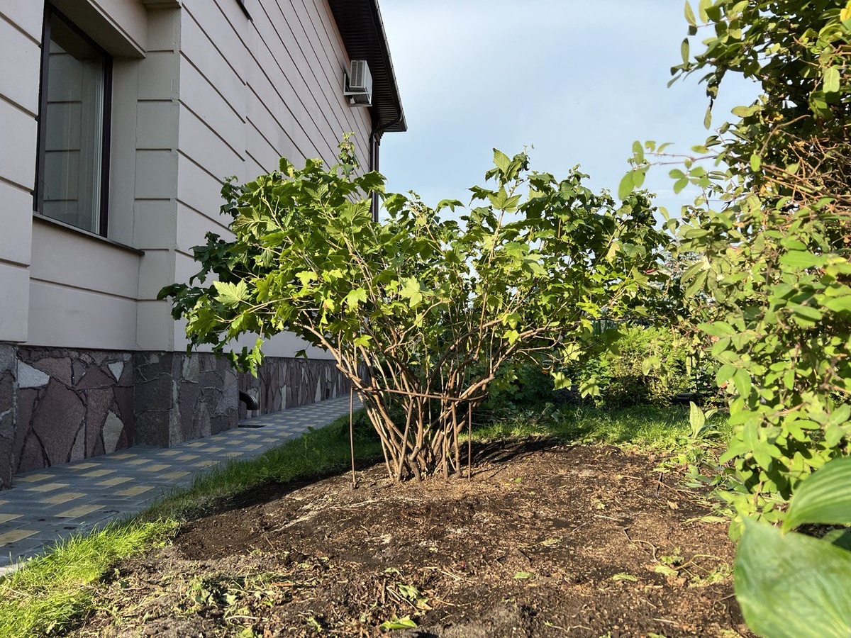 Неправильно посаженный куст — мешает проходу. Фото автора канала Дом с кипарисами