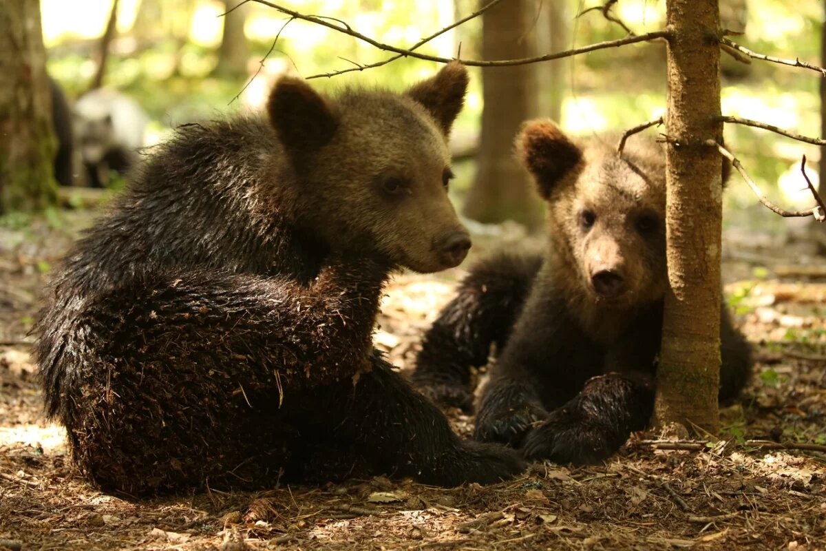    Во Владимирской области просят не забирать детенышей диких животных из леса