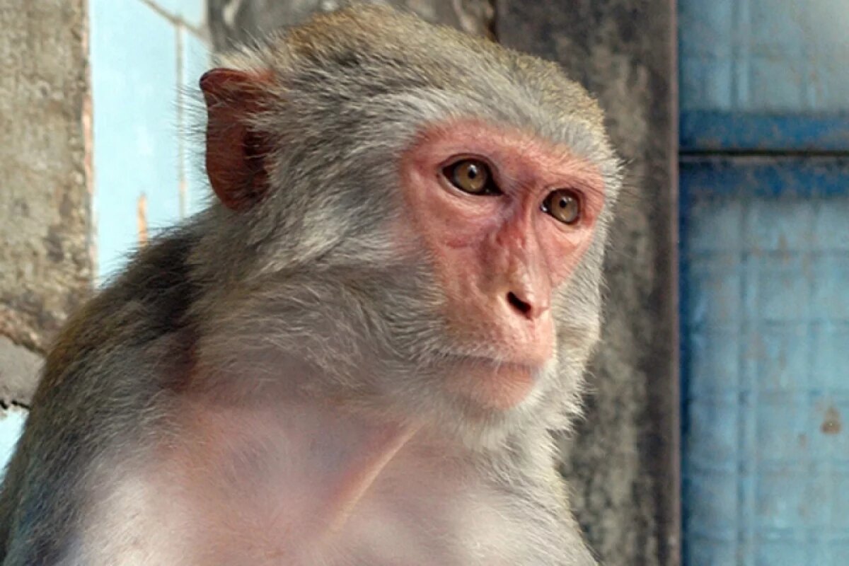    Запуск Центра приматологии отложили в Нижнем Новгороде