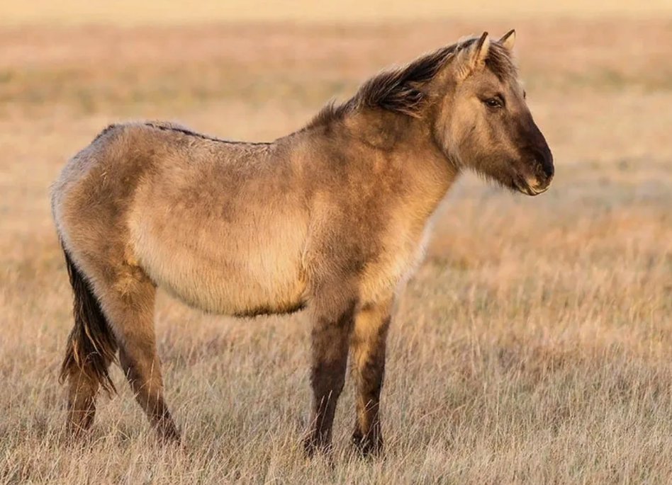 Степная лошадь Тарпан
