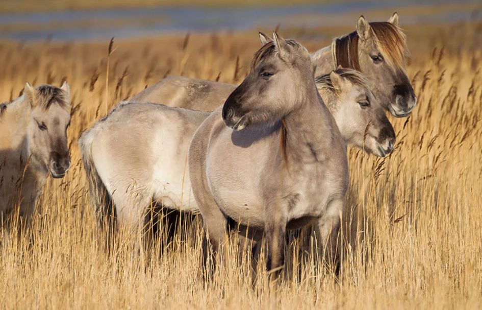 Степная лошадь Тарпан