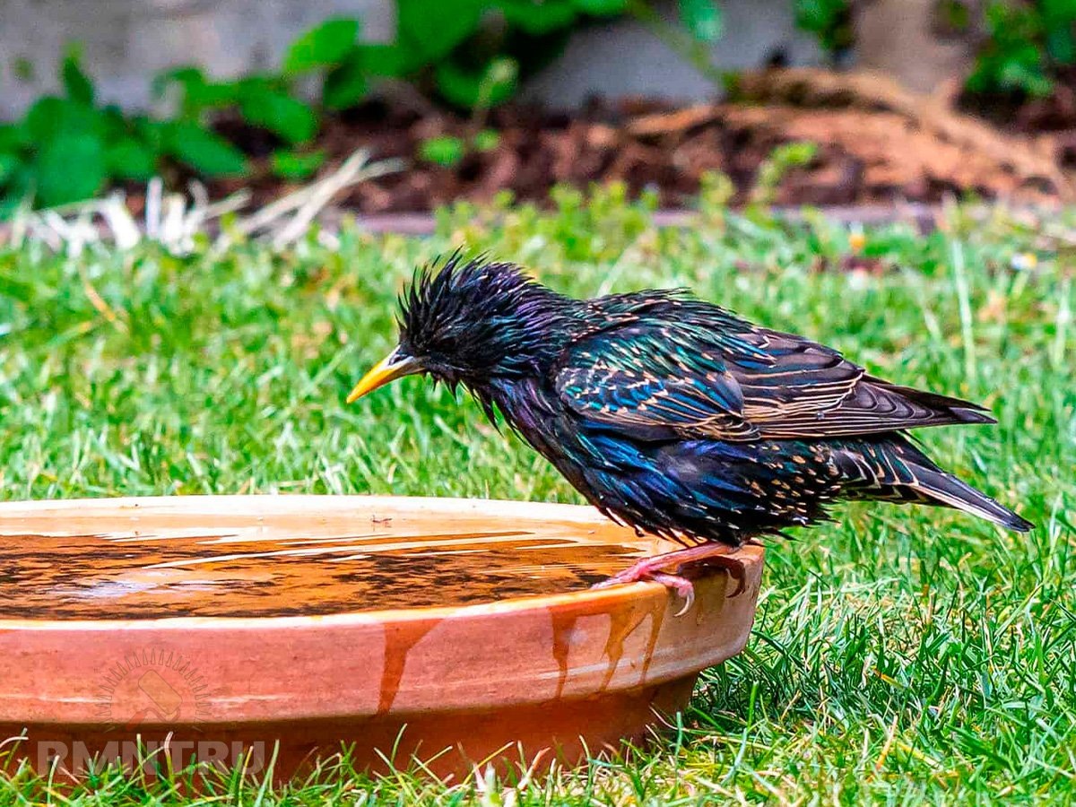   Фото bigblogofgardening.com