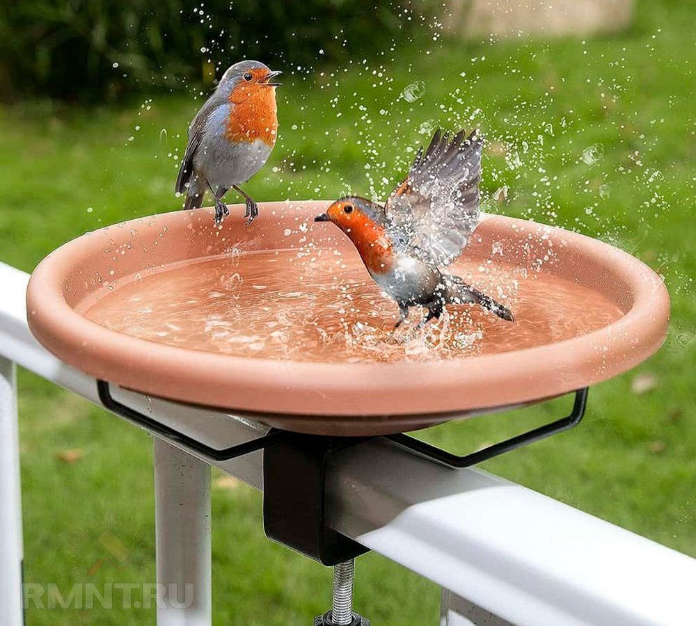   Фото birdinginsider.com