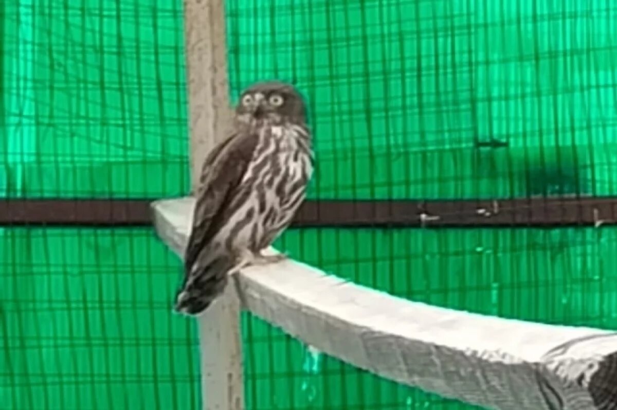    Редкую птицу отправили на реабилитацию в центр помощи в Приморье