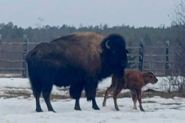    Фото: Дирекция биологических ресурсов, ООПТ и природных парков Якутии