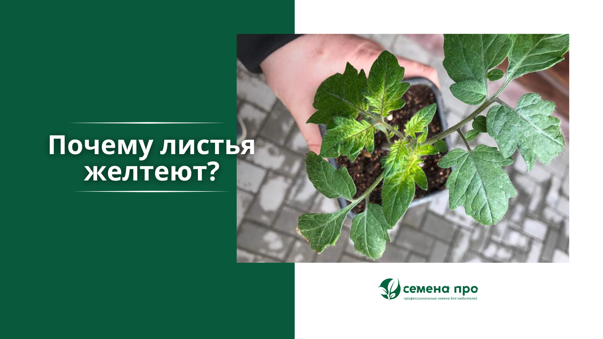 Хлороз — это не болезнь, а симптом. Это сигнал, что растение страдает, и важно быстро разобраться — почему.