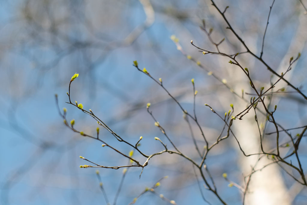 Ну ничего, потом всё как зазеленеет! 
