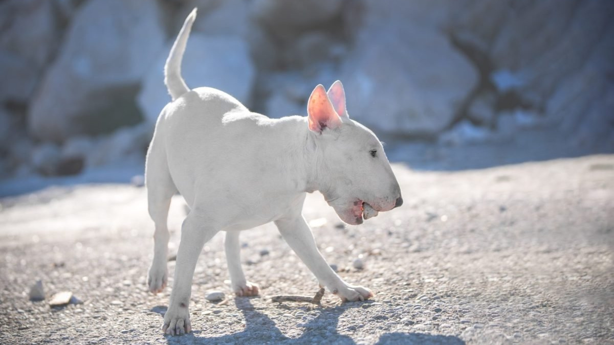 Когда собака уже вышла из щенячьего возраста, но продолжает есть камни, наказание не поможет. Фото Ирина Мещерякова/iStock