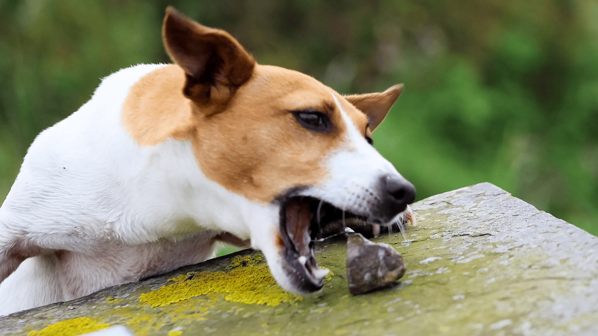 Навязчивое поедание камней может говорить о серьёзных проблемах как физического, так и психического плана. Фото EyeEm Mobile GmbH/iStock
