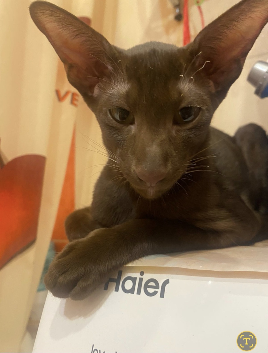 Фото автора канала.  Кот по кличке Оскар.