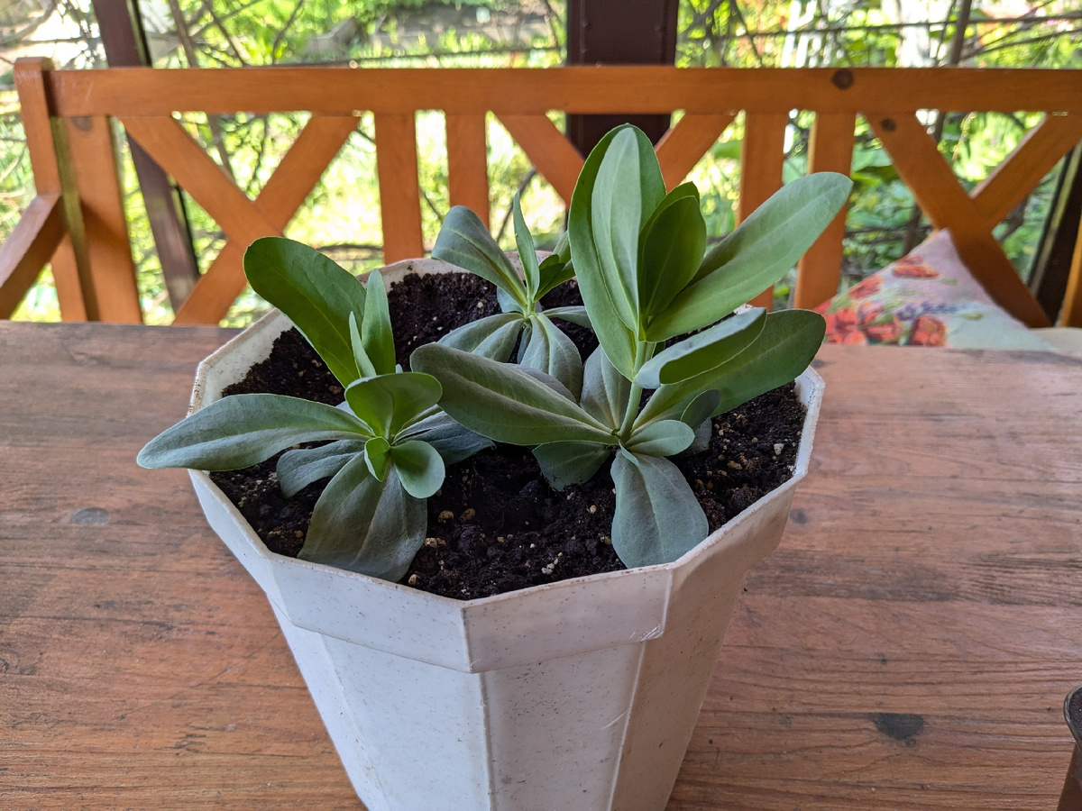 Треугольник эустомы в техническом горшке ждёт своей очереди попасть в контейнерный сад на крыльце