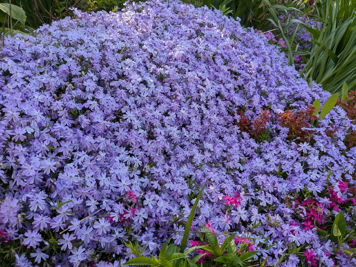 Куст барбариса утопает во флоксовом море