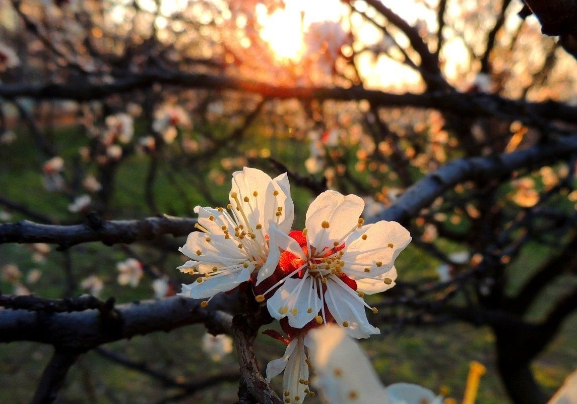 картинка из интернета