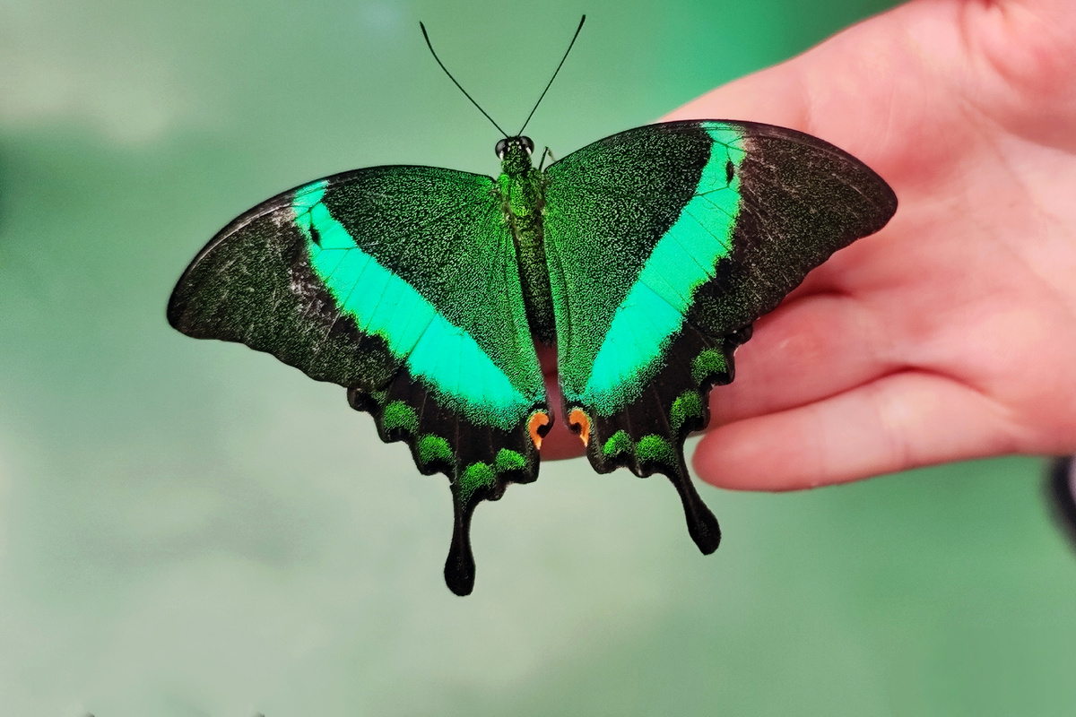 В парке бабочек летающее чудо может опуститься на вашу ладонь. 