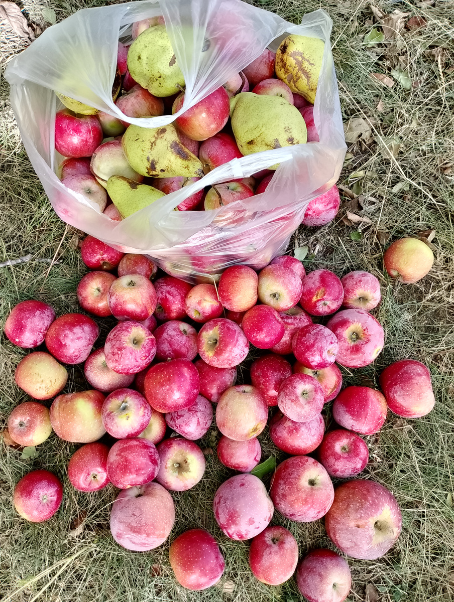 Вот такие росли яблочки