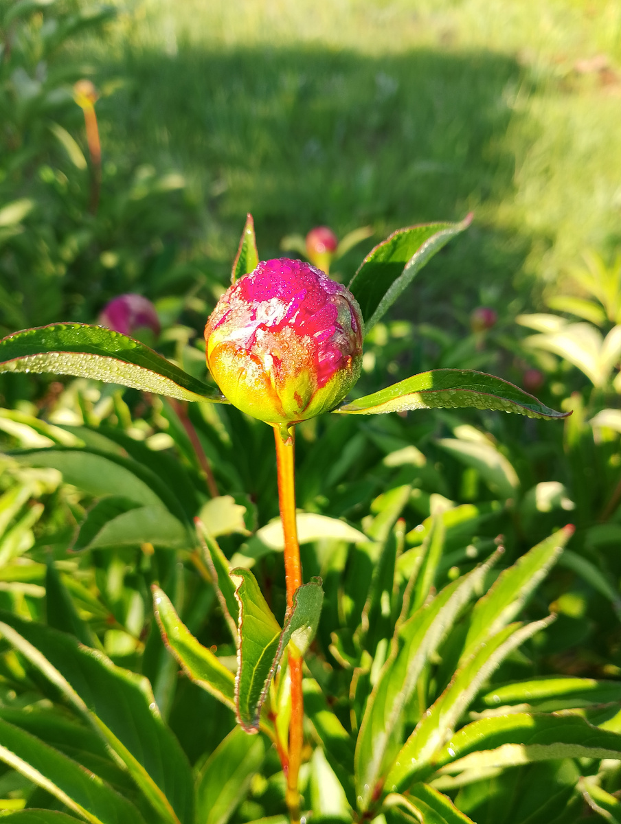 Мои пиончики