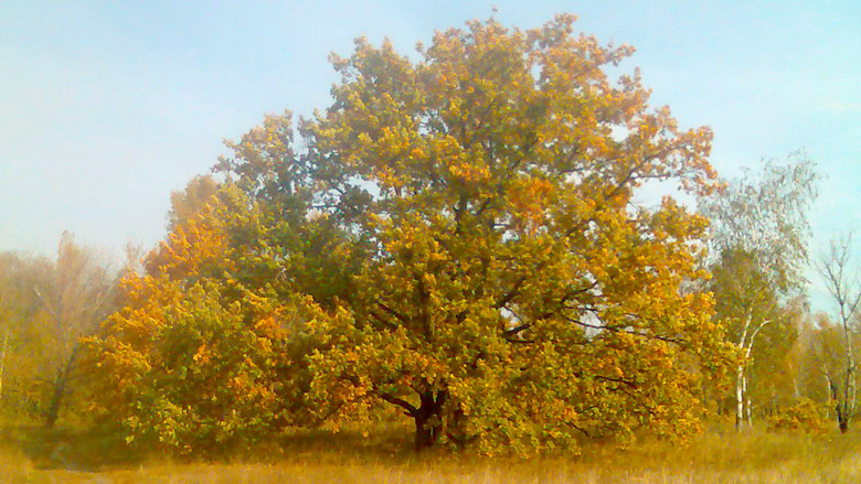 Осенний дуб. Красивое, величественное дерево, особенно когда растёт отдельно, а не в густом лесу.