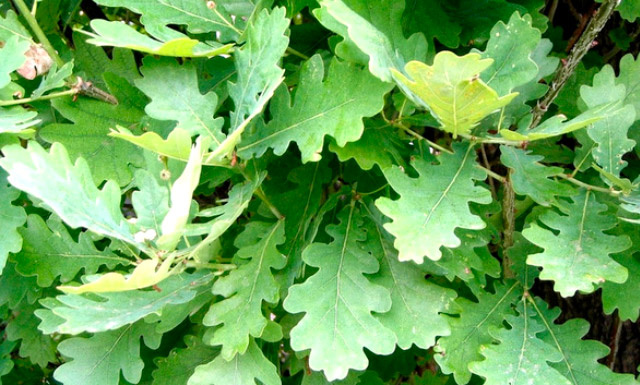 Листья дуба, чью форму затруднительно спутать с чем-то другим.