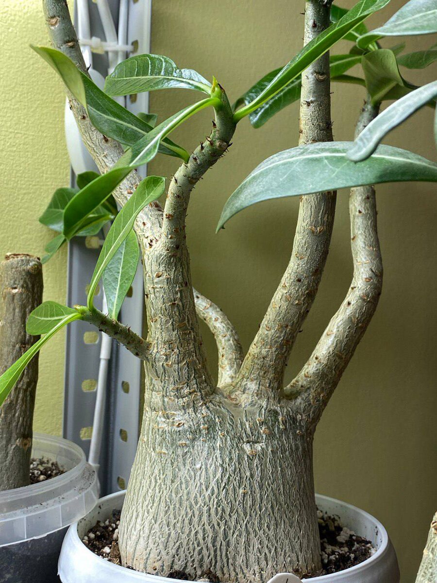 Вот так выглядят арабикумы. Множество веток, торчащих в разные стороны из толстого каудекса. По центру хорошо видна точка обрезанной в юном возрасте макушки. 