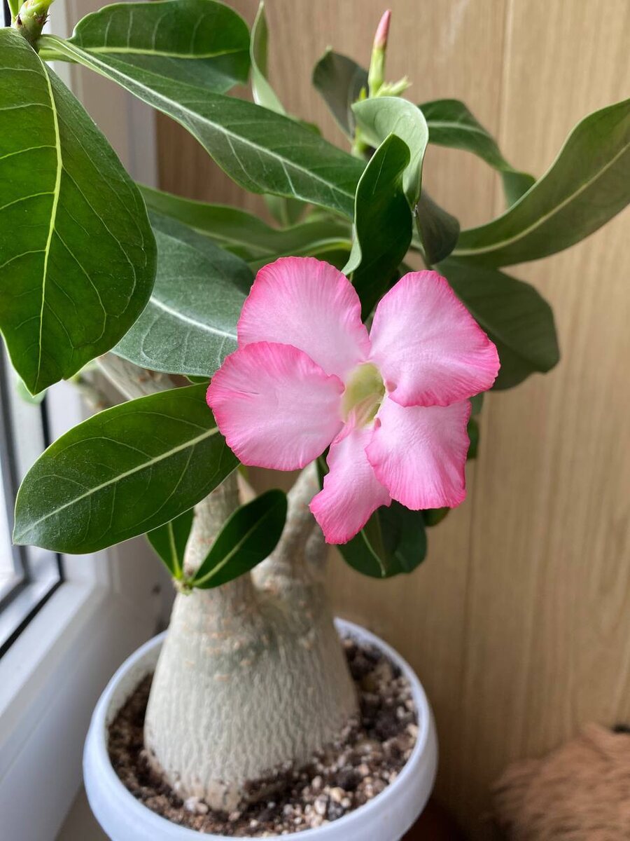 Цветение адениума арабикума. 