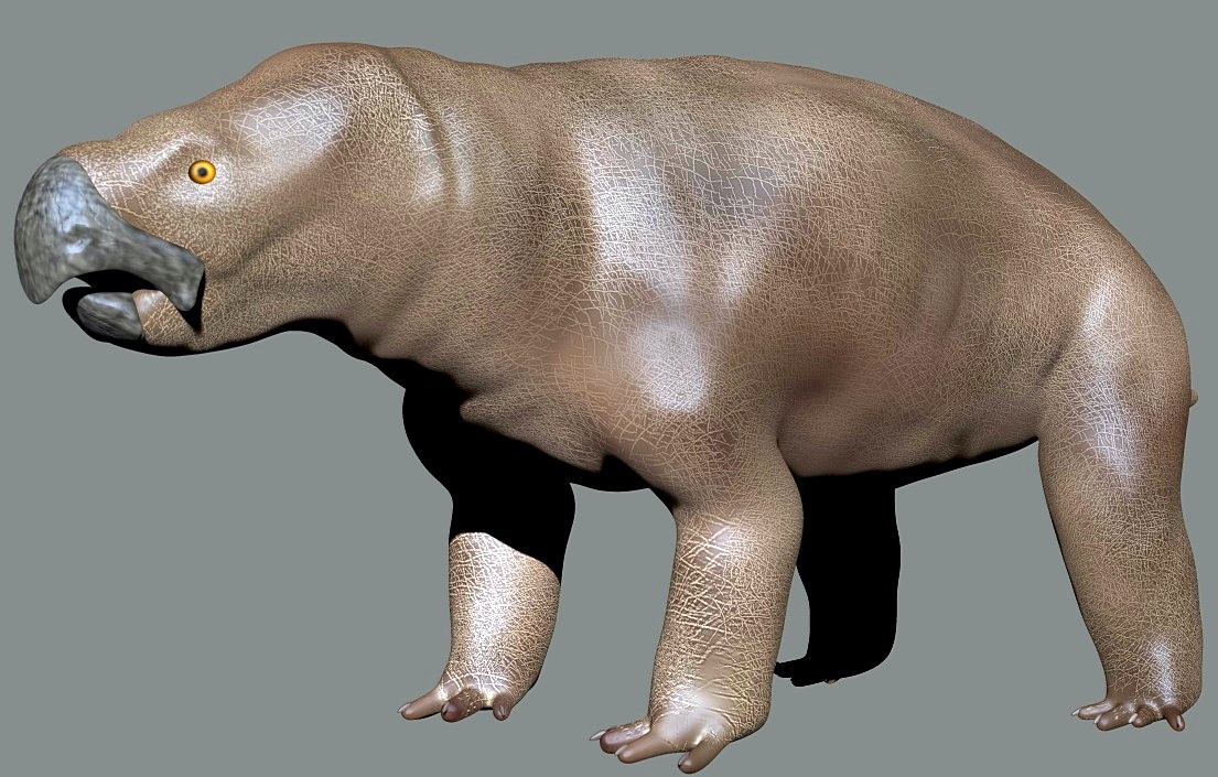 Яхалерия (J.candelariensis). 