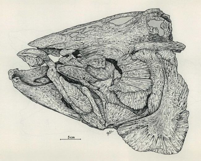 Глоотип саблезубого лосося, UO 26799