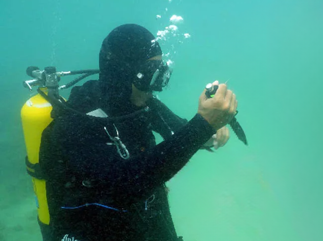 Из открытых источников.