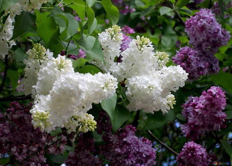 Картинка из интернета