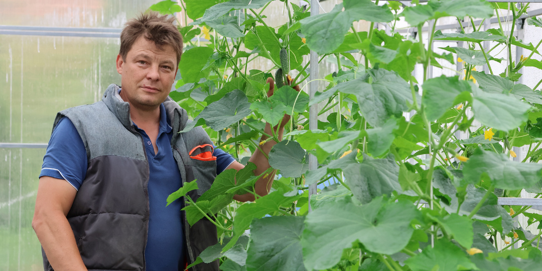 Как выращивали огурцы наши прадеды – без химии и капризов