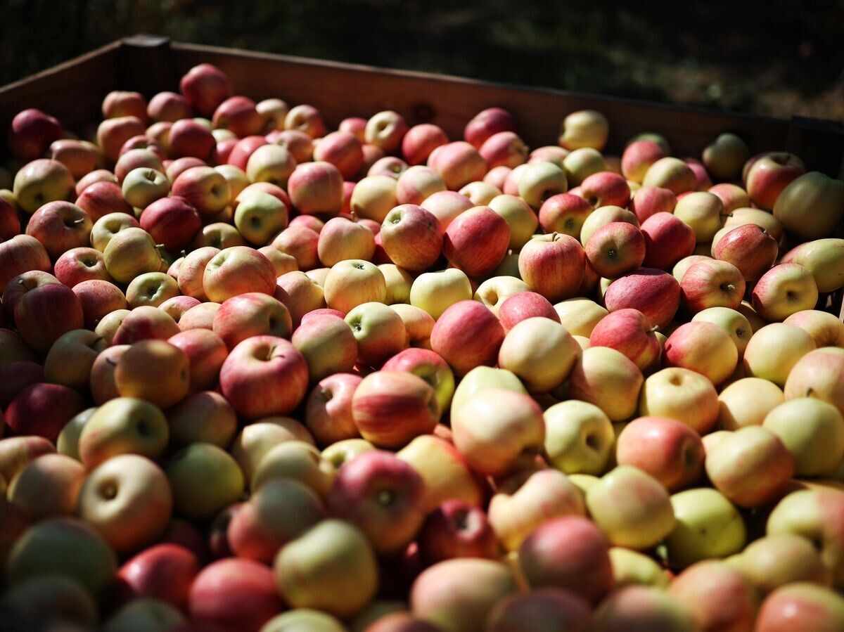    Сбор яблок в Краснодарском крае© РИА Новости / Виталий Тимкив