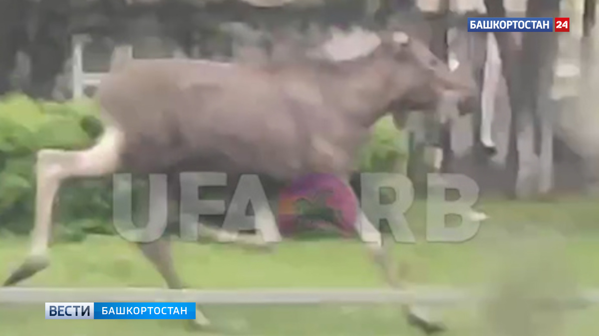    На улицах Уфы заметили лося