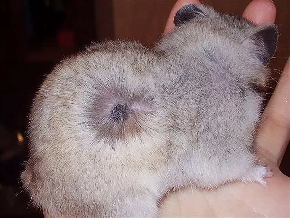 НА ФОТО ПРИМЕР МАРКЕРНАЯ ЖЕЛЕЗА = ФОТО ИЗ ИНТЕРНЕТА