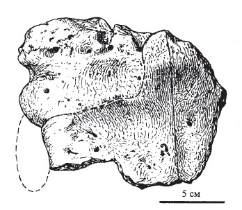 Прорисовка крыши черепа.