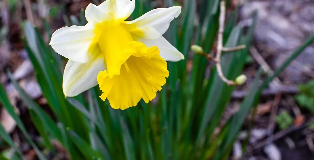 Нарциссы после цветения: "страшная" тайна, о которой молчат все садоводы