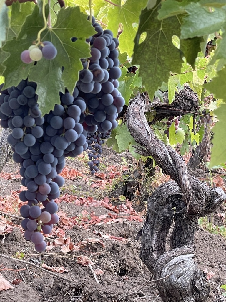 Виноградная лоза Паиса на участке хозяйства Cacique Maravilla, Чили