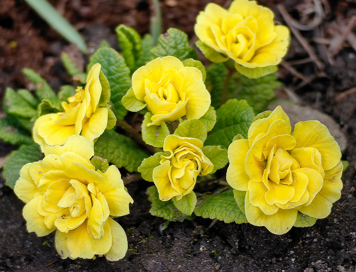 Махровая примула "Беларина" до дождя