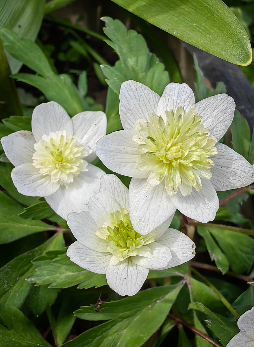 Махровая ветреница