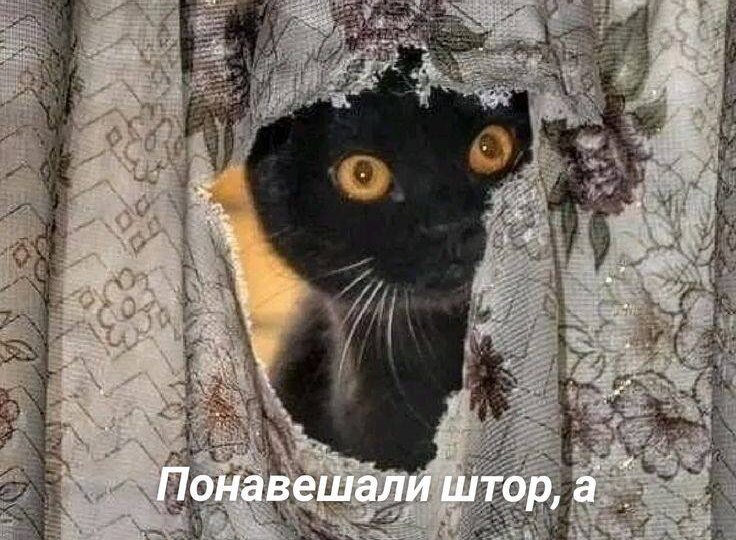 Мемы с хвостатыми- усатыми. Зарядитесь позитивом на целый день