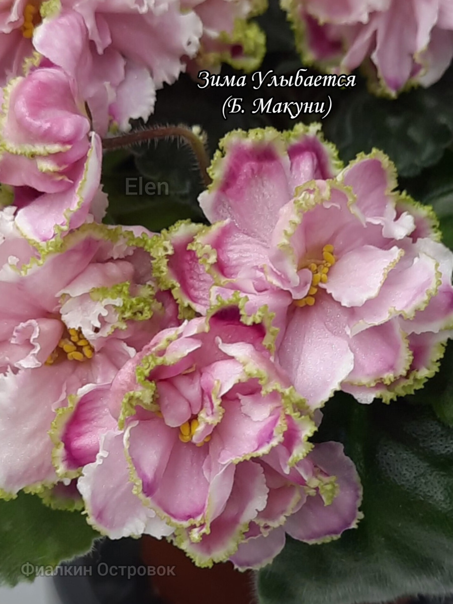 Фиалка ЛФ-АлисаСелекционер: Федосеева Л.Цветок: Полумахровый белый цветок с розовыми краешками и зеленцой по краям лепестков.Розетка: Пестролистник.Размер: Стандарт