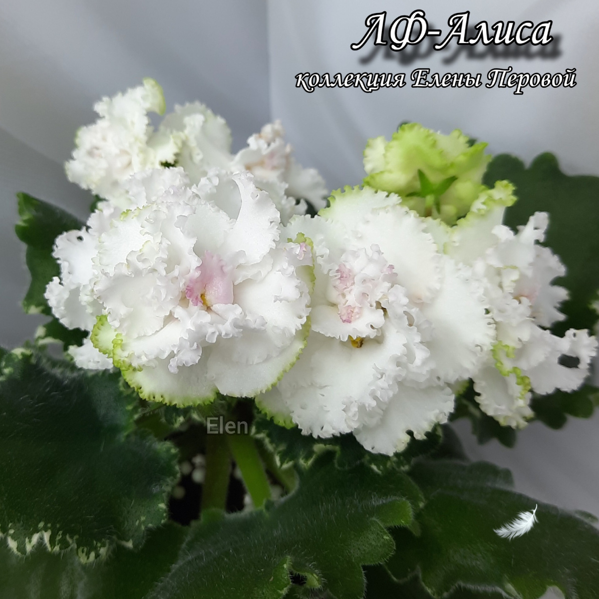 Фиалка МТ-Озеро Надежд