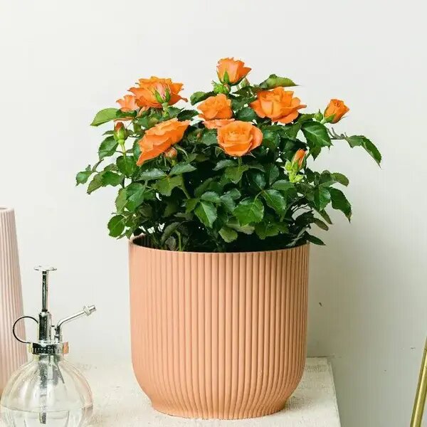   Кашпо и цветы для детской. Роза в горшке от AzaliaNow Мария Казённова