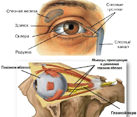 глаз человека