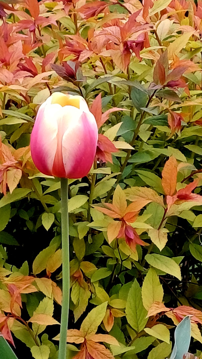 Автор Татьяна Федотова